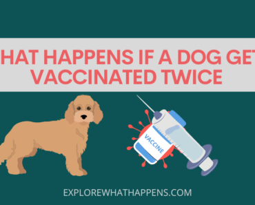 What happens if a dog gets vaccinated twice