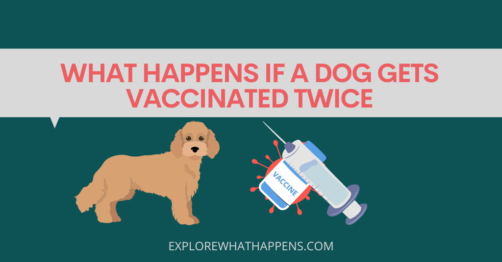 What happens if a dog gets vaccinated twice 