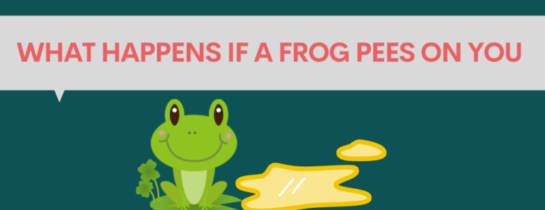 What happens if a frog pees on you