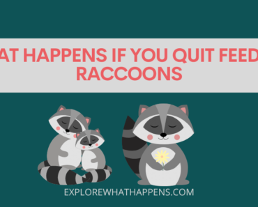 What happens if you quit feeding raccoons