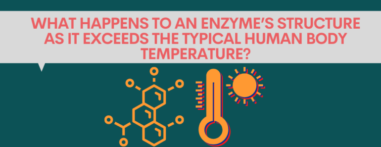 What happens to an enzyme’s structure as it exceeds the typical human body temperature?