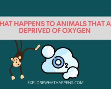 What happens to animals that are deprived of oxygen