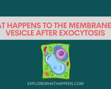 What happens to the membrane of a vesicle after exocytosis