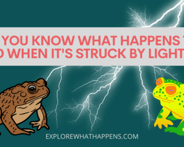Do you know what happens to a toad when it’s struck by lightning