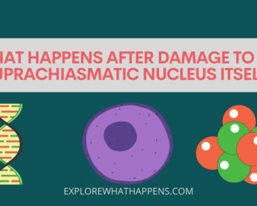 What happens after damage to the suprachiasmatic nucleus itself?