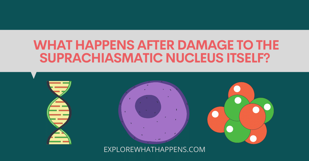 suprachiasmatic nucleus