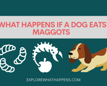 What happens if a dog eats maggots