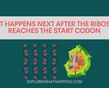 What happens next after the ribosome reaches the start codon