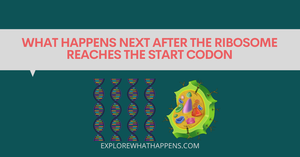 What happens next after the ribosome reaches the start codon