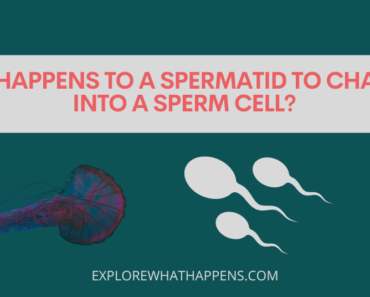 What happens to a spermatid to change it into a sperm cell?