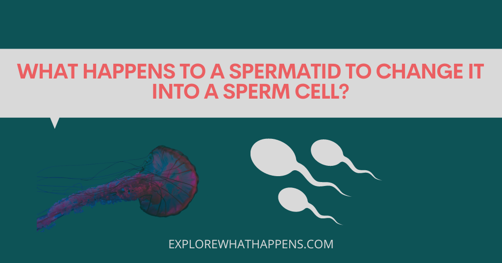 What happens to a spermatid to change it into a sperm cell